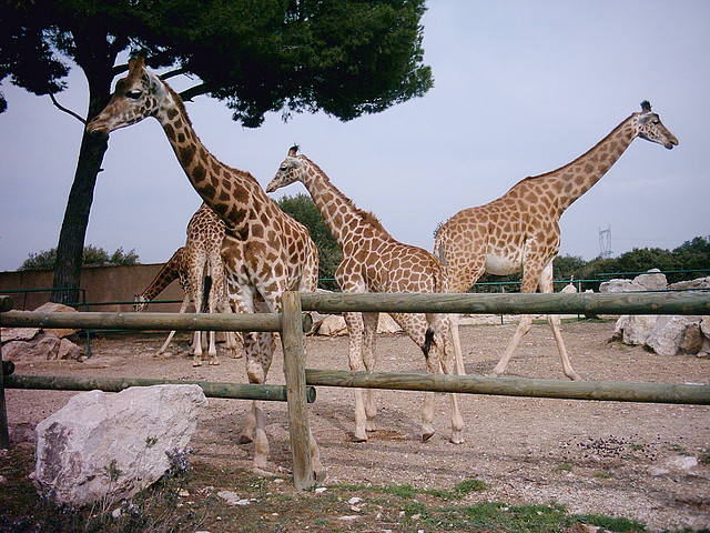 Zoo la Barben 26-06-05 (86) Zoo la Barben 26-06-05 (86)