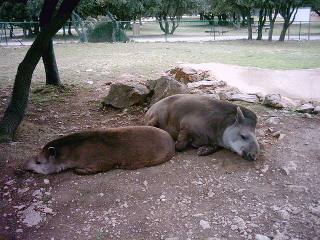Zoo la Barben 26-06-05 (21) Zoo la Barben 26-06-05 (21)