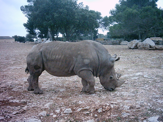 Zoo la Barben 26-06-05 (8) Zoo la Barben 26-06-05 (8)