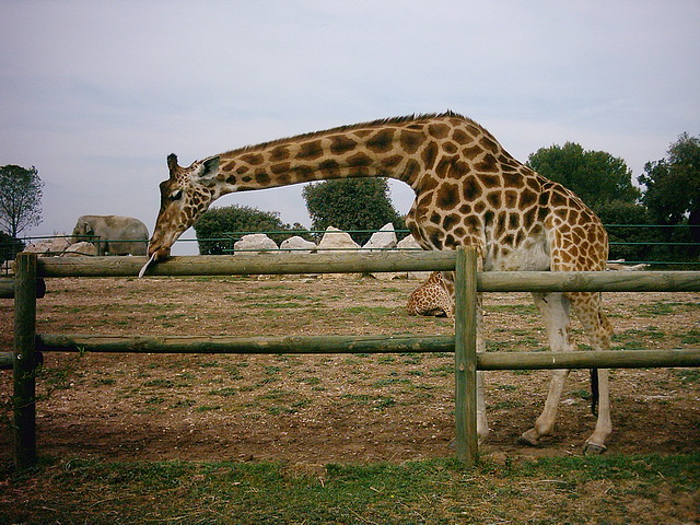 Zoo la Barben 26-06-05 (64) Zoo la Barben 26-06-05 (64)