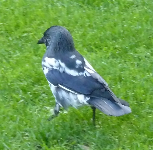 Corvus monedula leucistic (24-9-18 Artis) Corvus monedula leucistic (24-9-18 Artis)