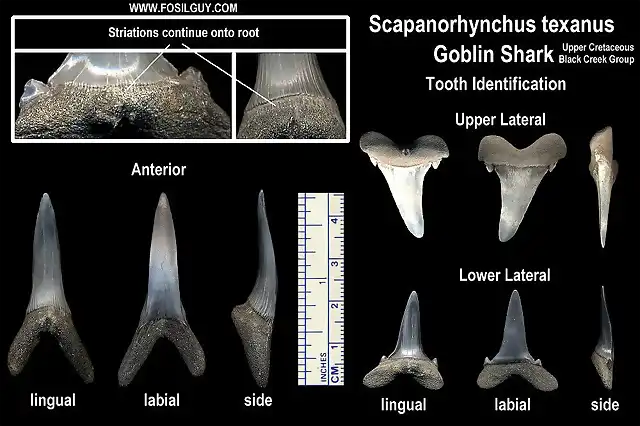 goblin-shark-tooth-id