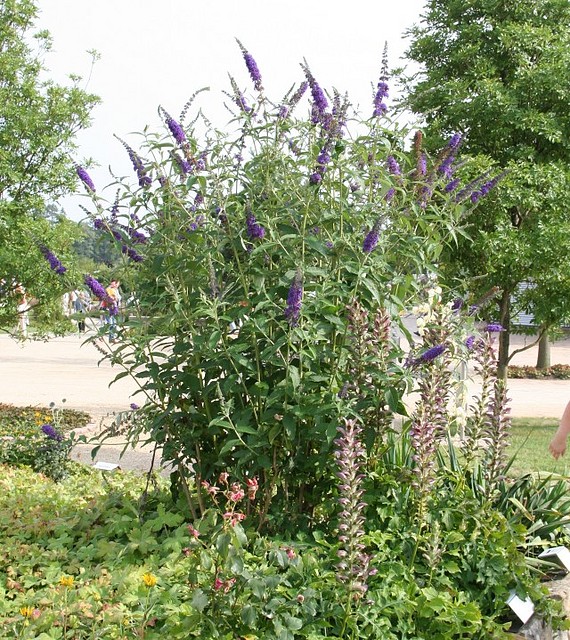 buddleja_davidii_in_sorten