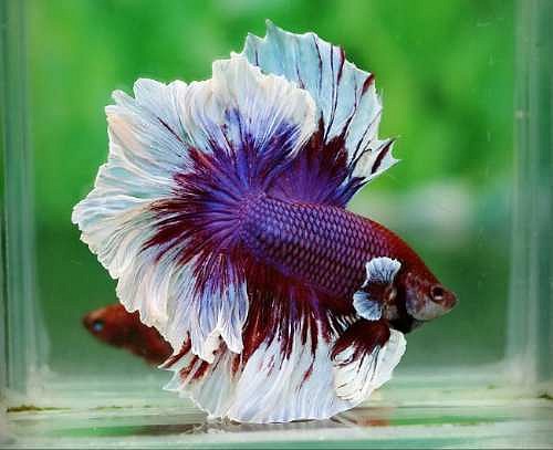 Betta Feather Tail