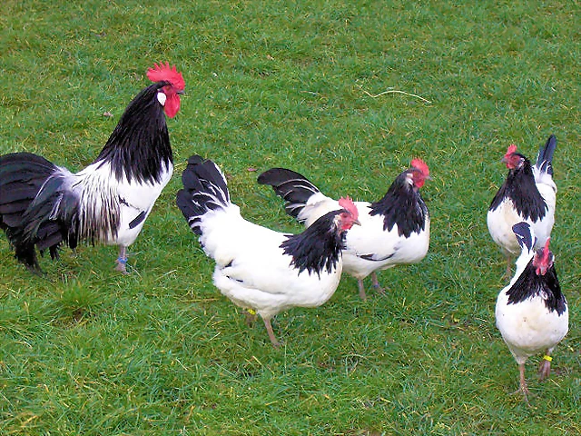 lakenfelder grupo