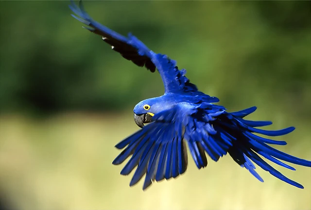 hyacinth-macaw-1