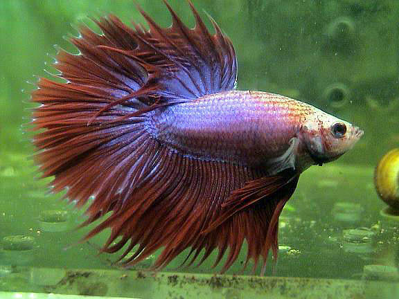 Betta splendens var. Halfsun