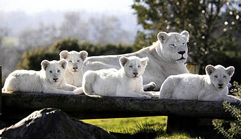 leones-albinos