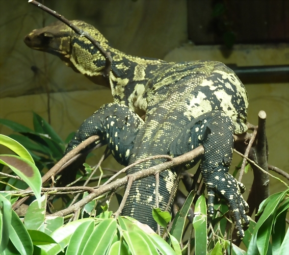 Varanus cumingi (6-8-17 Zoo K?ln) Varanus cumingi (6-8-17 Zoo K?ln)