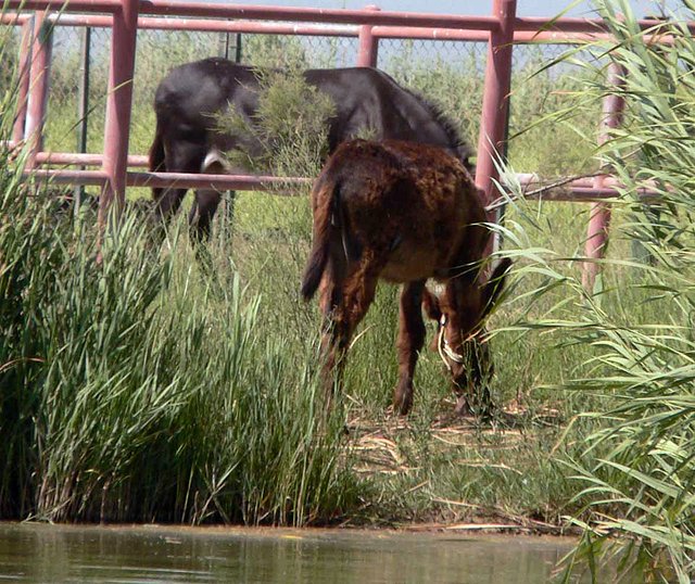 burros sin motos