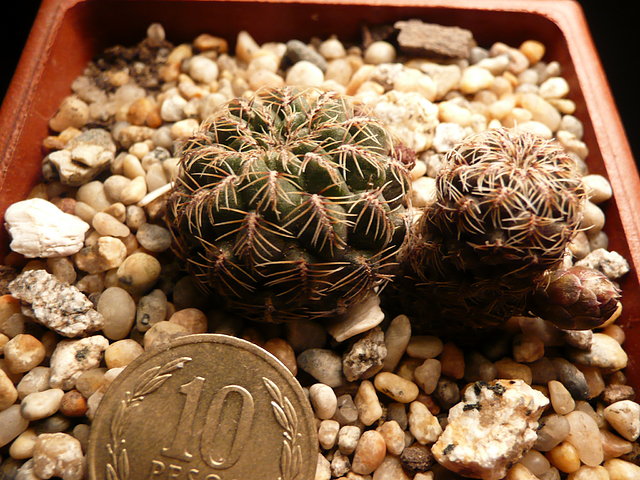 Sulcorebutia