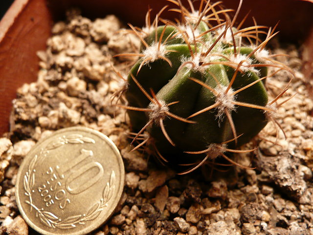 Melocactus