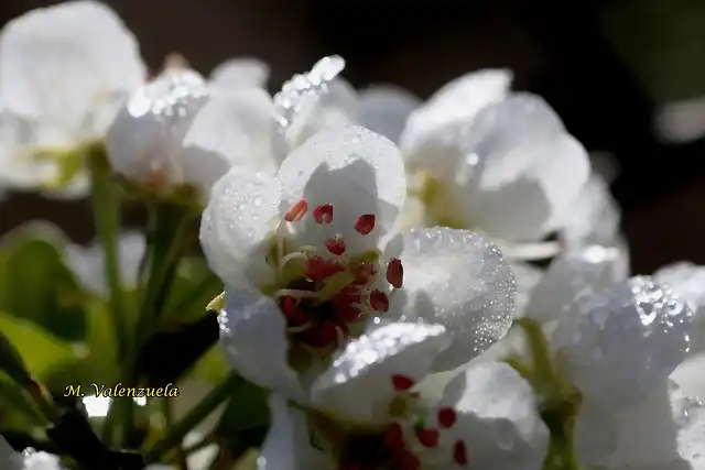 10, flores del peral 3, marca