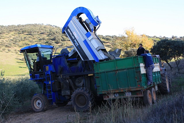 019, recogiendo aceituna 4