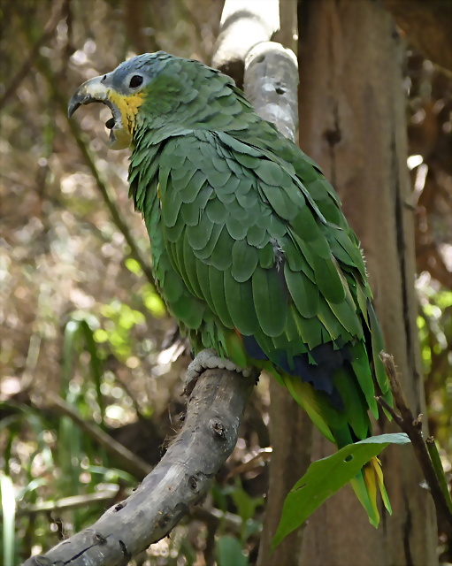 Amazona amazonica 3 Amazona amazonica 3