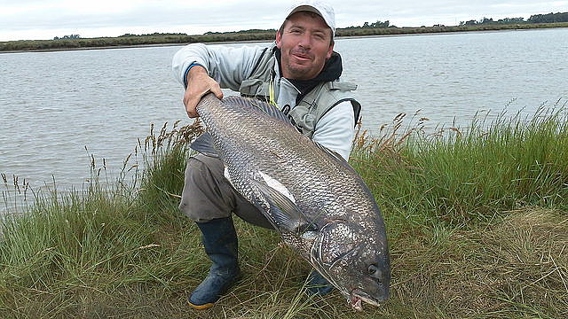 corvina negra