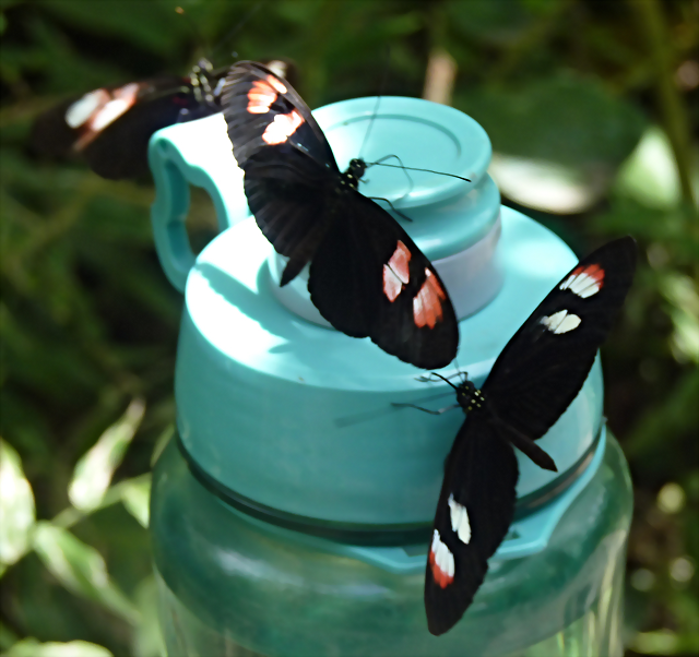 Heliconius melpomene plesseni (1-10-23 Zoo de Quito) Heliconius melpomene plesseni (1-10-23 Zoo de Quito)