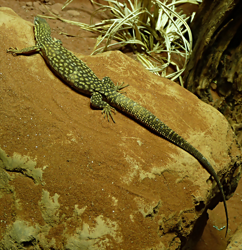 Varanus acanthurus 2 (16-9-21 Tiergarten Sch?nbrunn) Varanus acanthurus 2 (16-9-21 Tiergarten Sch?nbrunn)