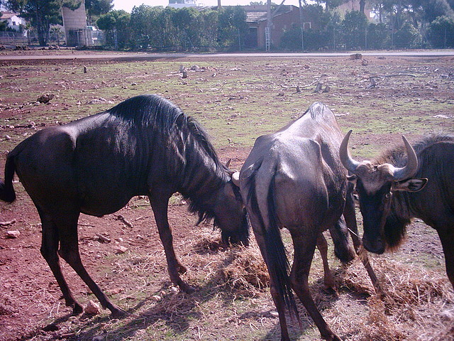 PIC04793