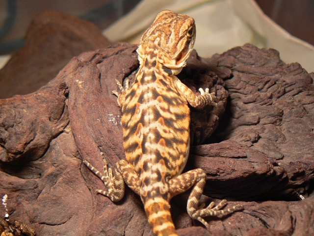 Pogona vitticeps leatherback Pogona vitticeps leatherback