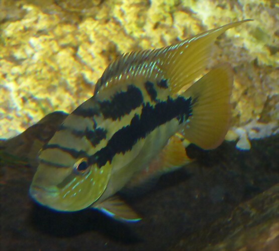 Cichlasoma salvini Cichlasoma salvini