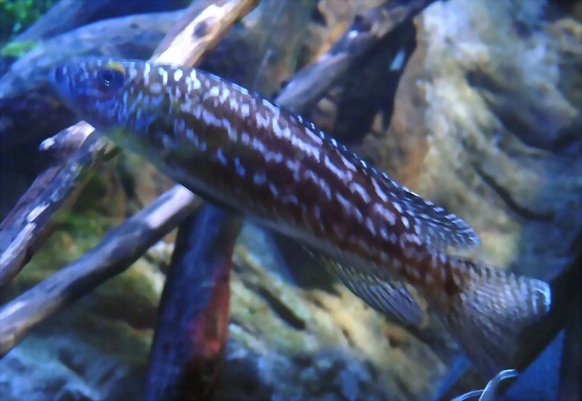 Lepidiolamprologus nkambae (24-3-15 Loro Parque, det yo) Lepidiolamprologus nkambae (24-3-15 Loro Parque, det yo)