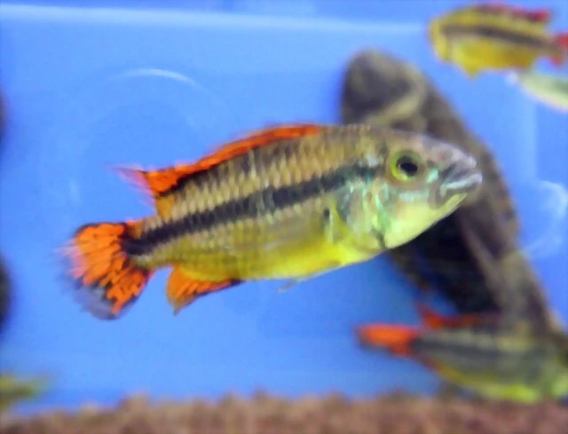 Apistogramma cacatuoides 2 Apistogramma cacatuoides 2