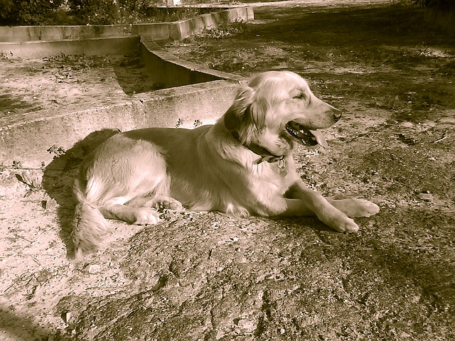 duna pose sepia