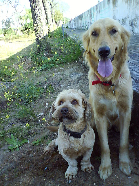 timon y duna