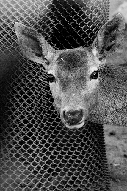 Zoo de Barcelona 09-02-11 599 Zoo de Barcelona 09-02-11 599