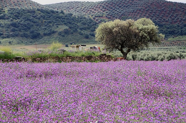 006. prado morado