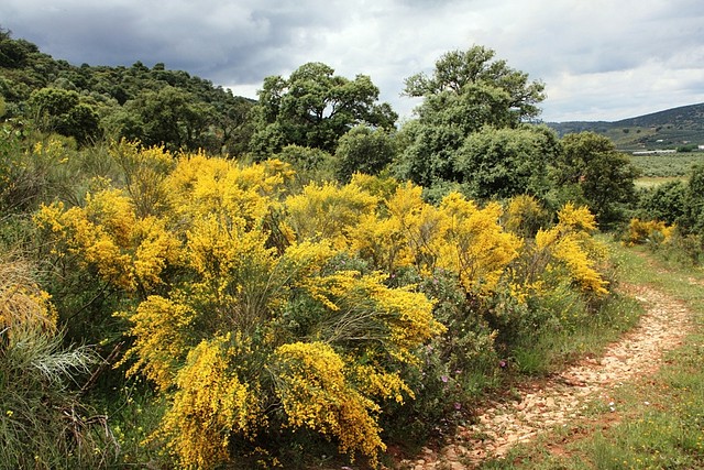 009, amarillo a la genista