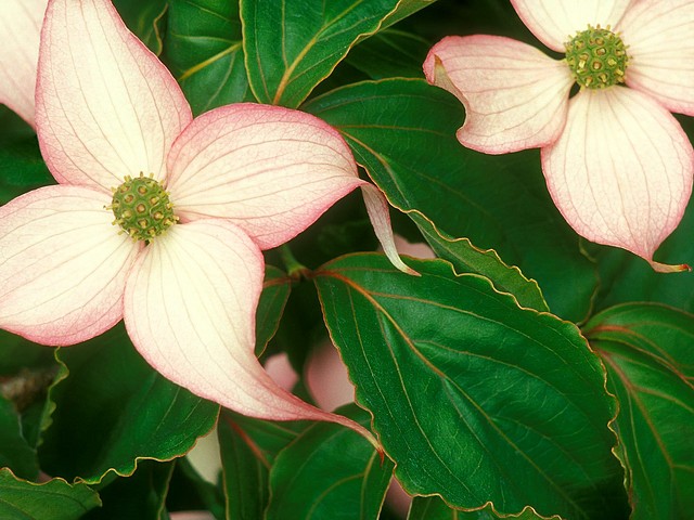 Dogwood Blossoms Dogwood Blossoms