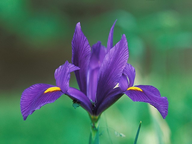 Domestic Iris Domestic Iris