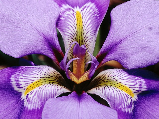Douglas Iris Douglas Iris