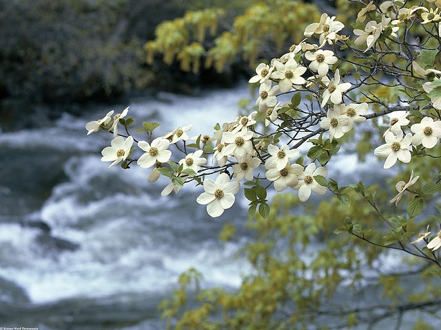 Dogwood Tree Blooms, Yosemite, California Dogwood Tree Blooms, Yosemite, California