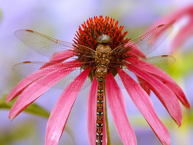 Dragonfly on a Coneflower, Washington Dragonfly on a Coneflower, Washington