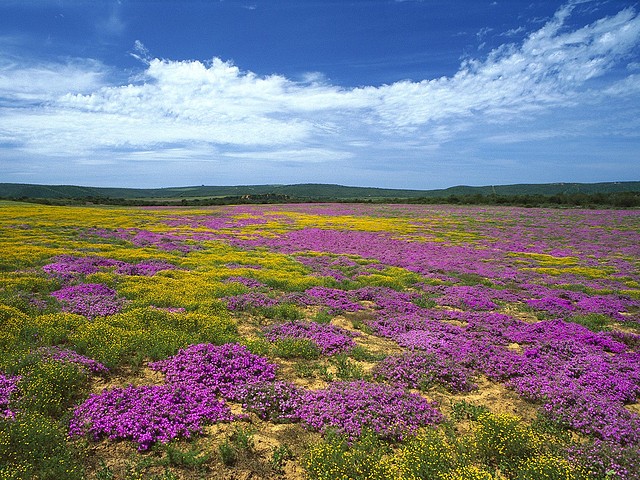 Dew Flowers, Eastern Cape, South Africa Dew Flowers, Eastern Cape, South Africa