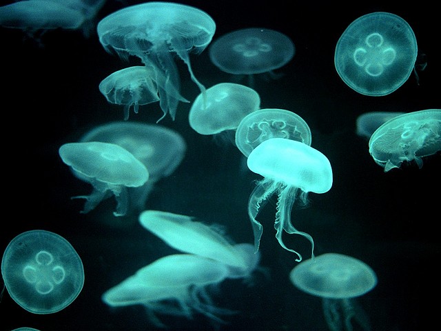 Drifters, Jellyfish Drifters, Jellyfish