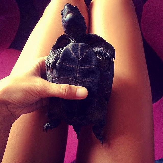 amandalinneas__2015-11-27_07-24-55 amandalinneas__2015-11-27_07-24-55