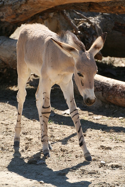 Zoo Lunaret + Sigean 18 i 19-09-10 1772 Zoo Lunaret + Sigean 18 i 19-09-10 1772