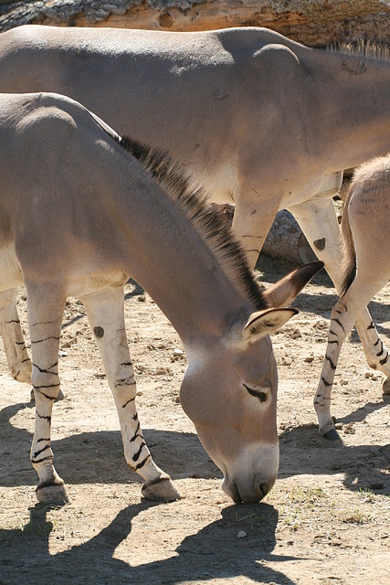 Zoo Lunaret + Sigean 18 i 19-09-10 1779 Zoo Lunaret + Sigean 18 i 19-09-10 1779