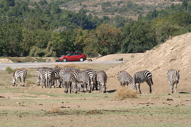 Zoo Lunaret + Sigean 18 i 19-09-10 1752 Zoo Lunaret + Sigean 18 i 19-09-10 1752