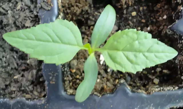 Fraxinus angustifolia - mes y pico - 18-3-2014