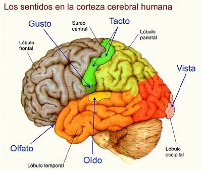 sentidos - corteza cerebral