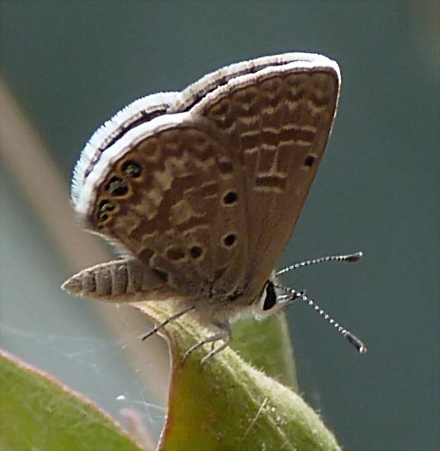 Hemiargus ramon (1-10-23 Zoo de Quito, det yo) Hemiargus ramon (1-10-23 Zoo de Quito, det yo)