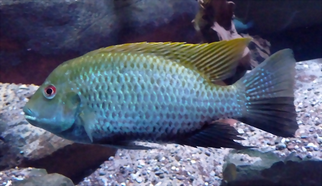Tilapia snyderae (27-9-18 Zoo Antwerpen, det yo) Tilapia snyderae (27-9-18 Zoo Antwerpen, det yo)
