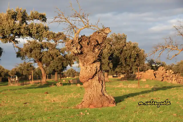 05, vieja encina, marca