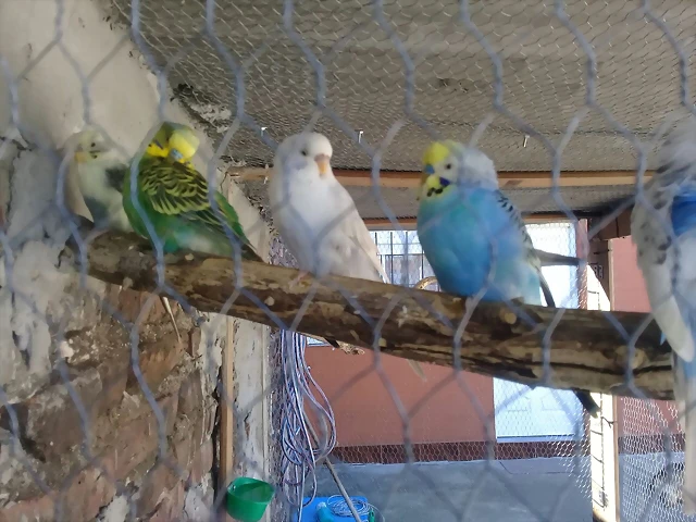 peri 2 peri 2