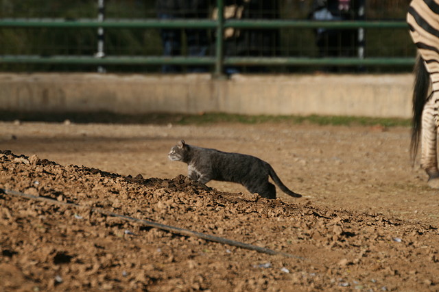 Zoo de Barcelona 04-12-2010 382 Zoo de Barcelona 04-12-2010 382